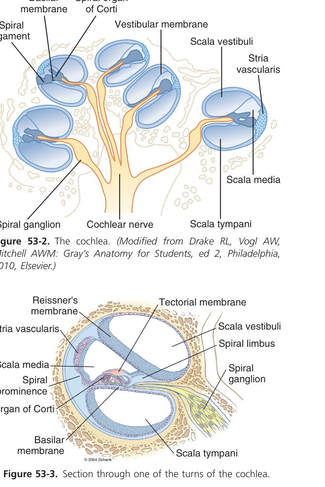 Cochlear cross-section (Guyton Fig 53-3)