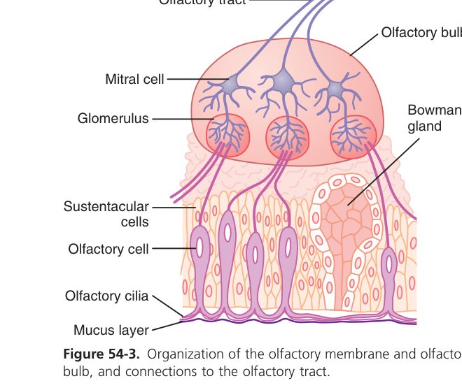 Olfactory epithelium (Guyton Fig 54-3)