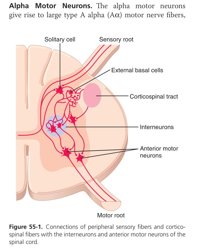 Sensory cortex map (Guyton Fig 55-1)