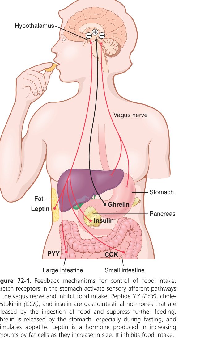 Hypothalamic feeding centres (Guyton Fig 72-1)
