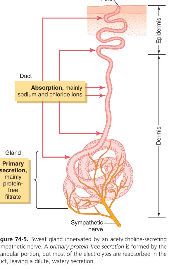 Sweat gland (Guyton Fig 74-5)