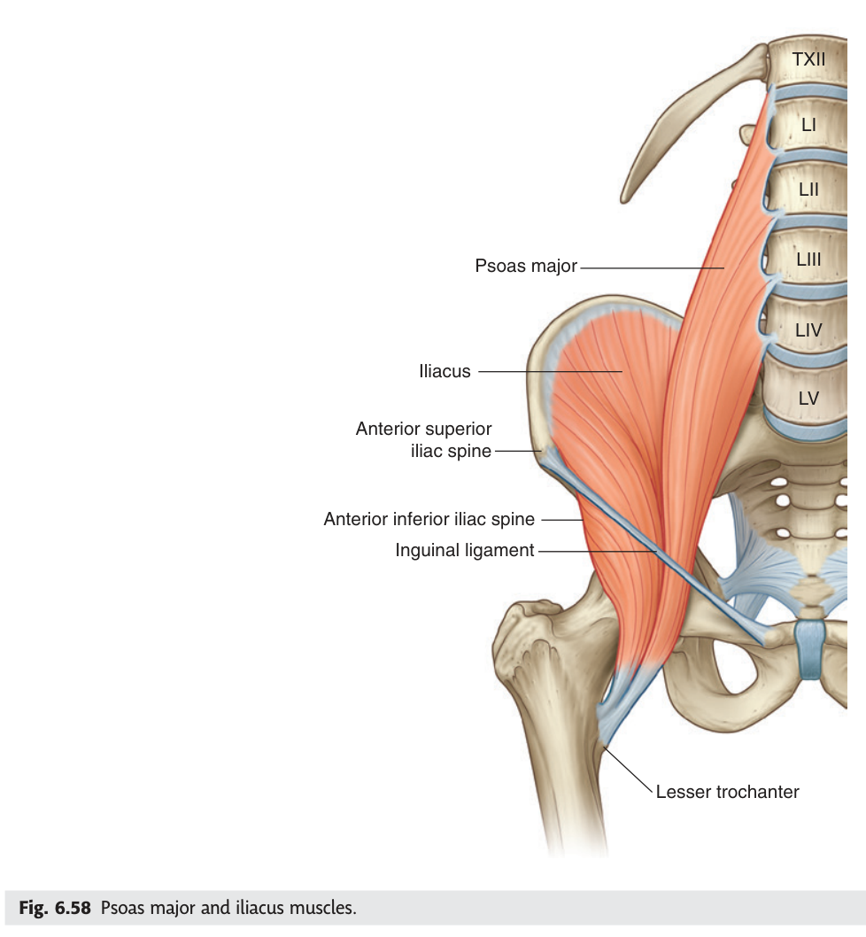 Psoas major and iliacus muscles