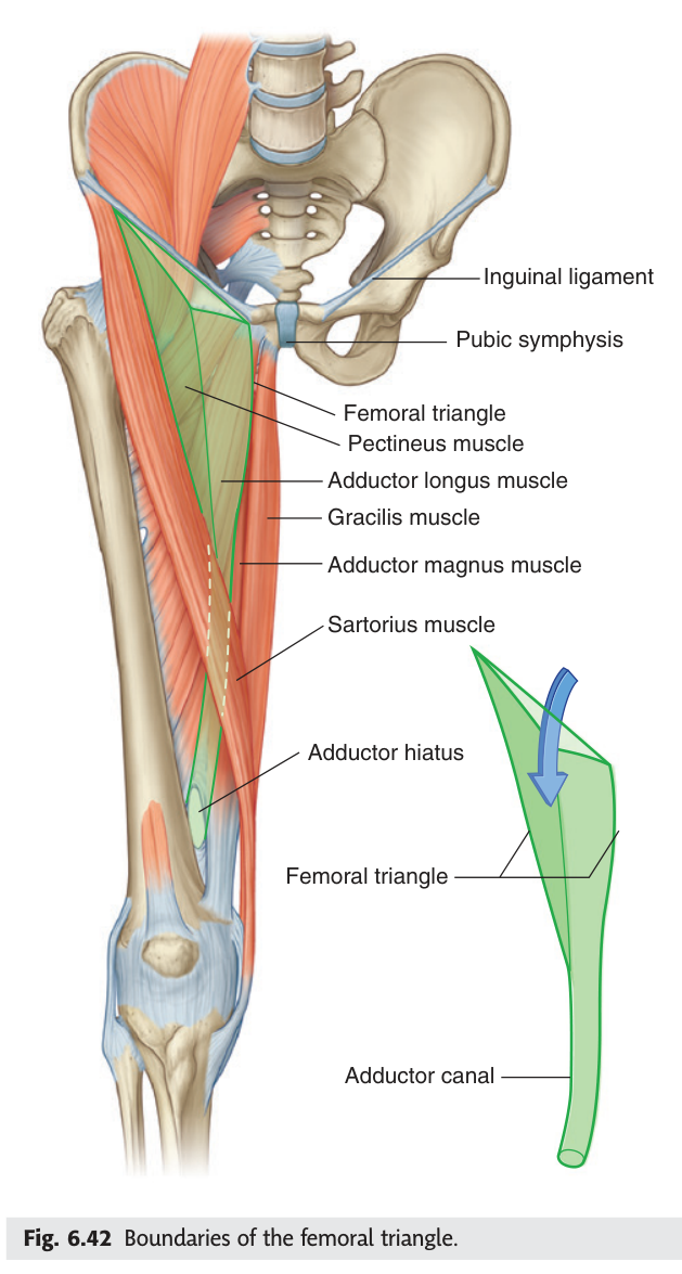 Boundaries of the femoral triangle