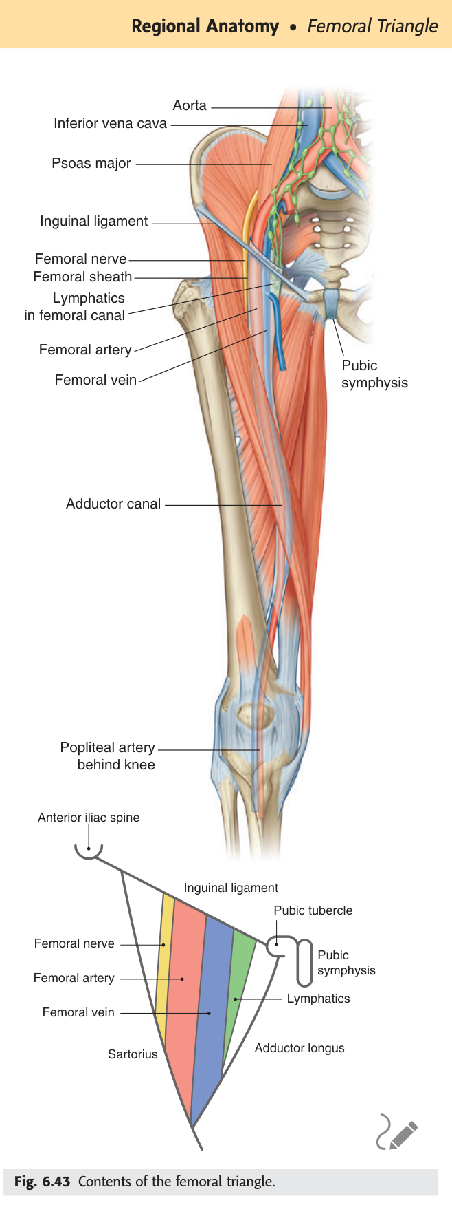 Contents of the femoral triangle
