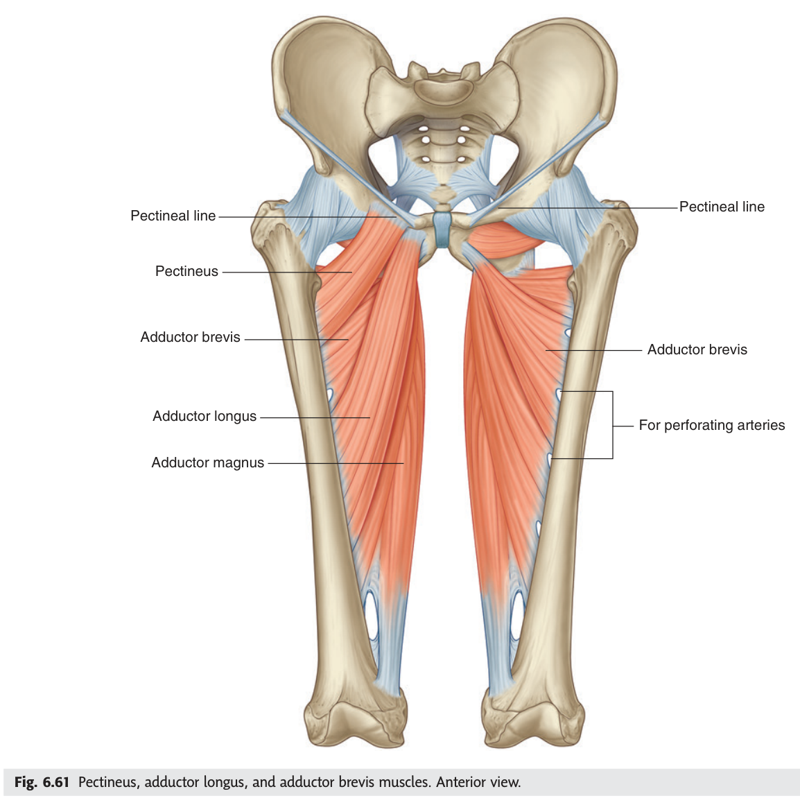Pectineus, adductor longus and adductor brevis