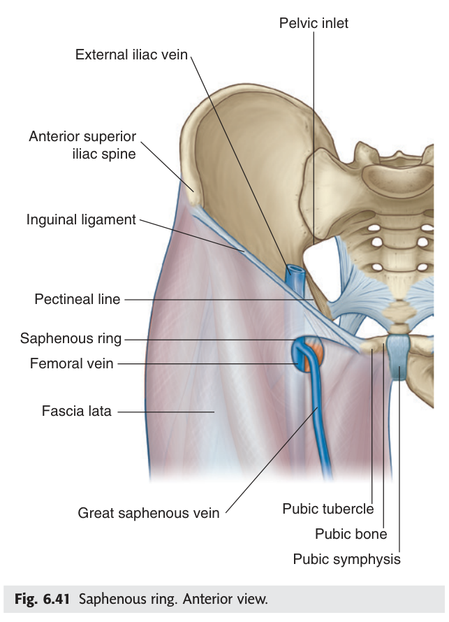 Saphenous ring, anterior view