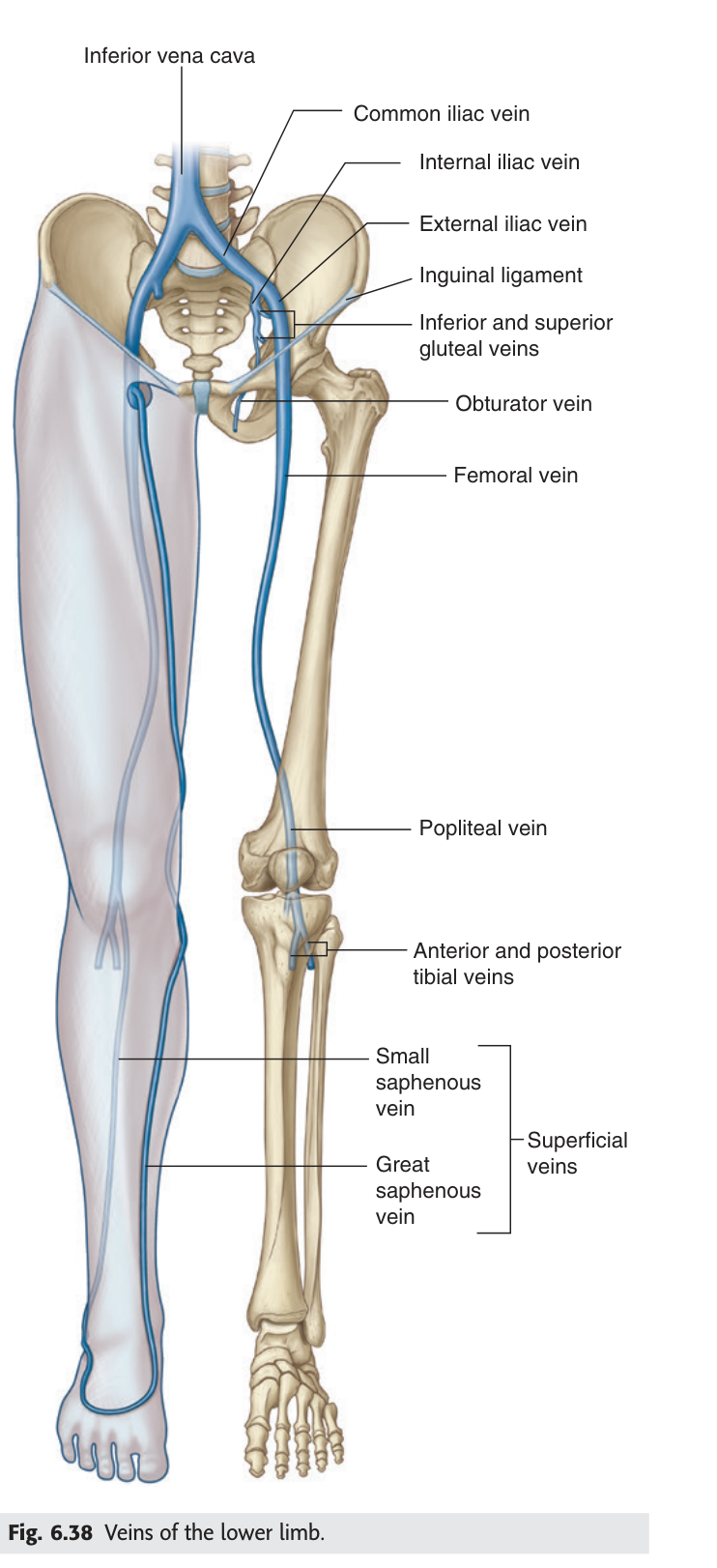 Veins of the lower limb — great and small saphenous veins