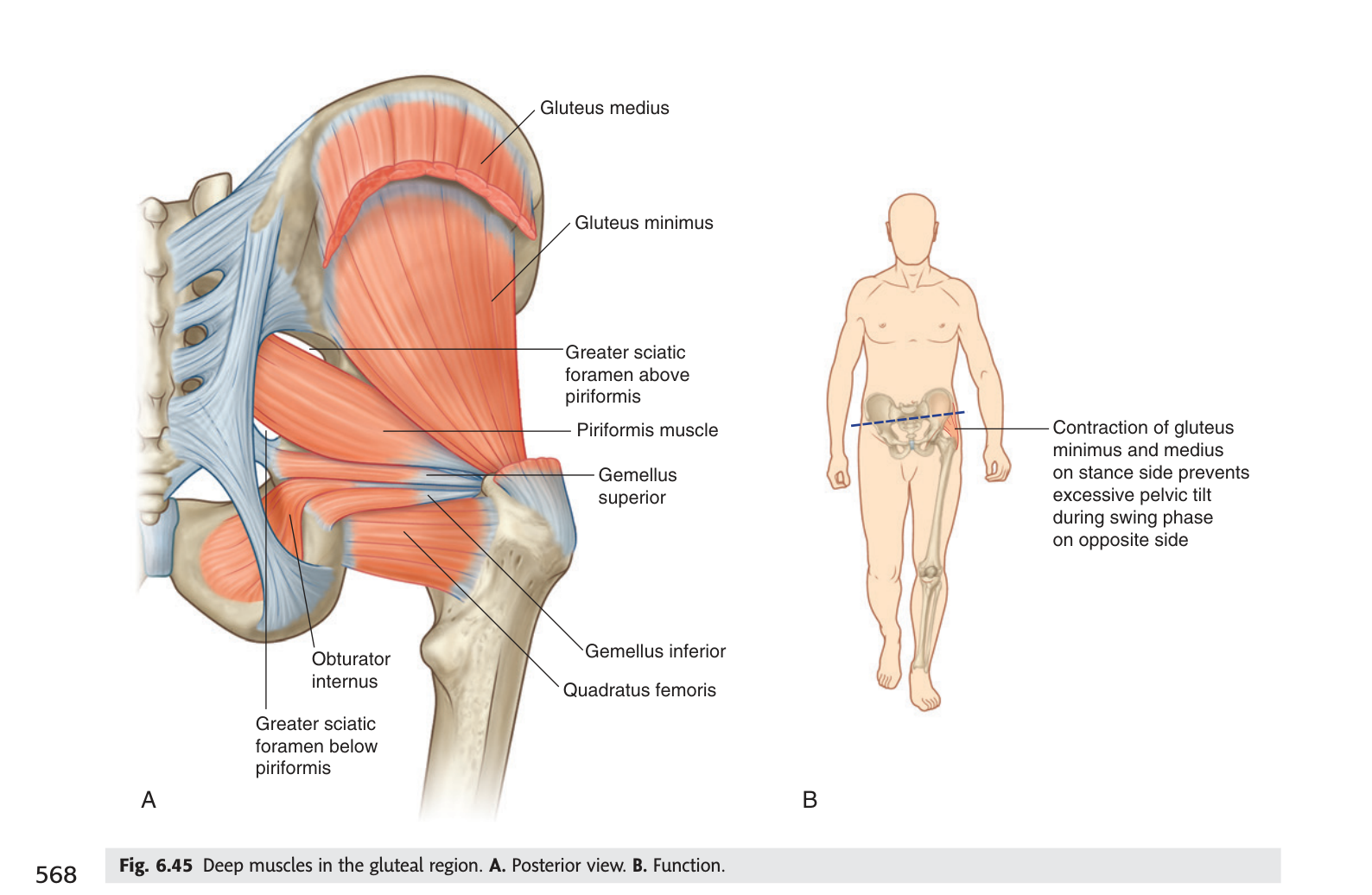 Deep muscles of the gluteal region