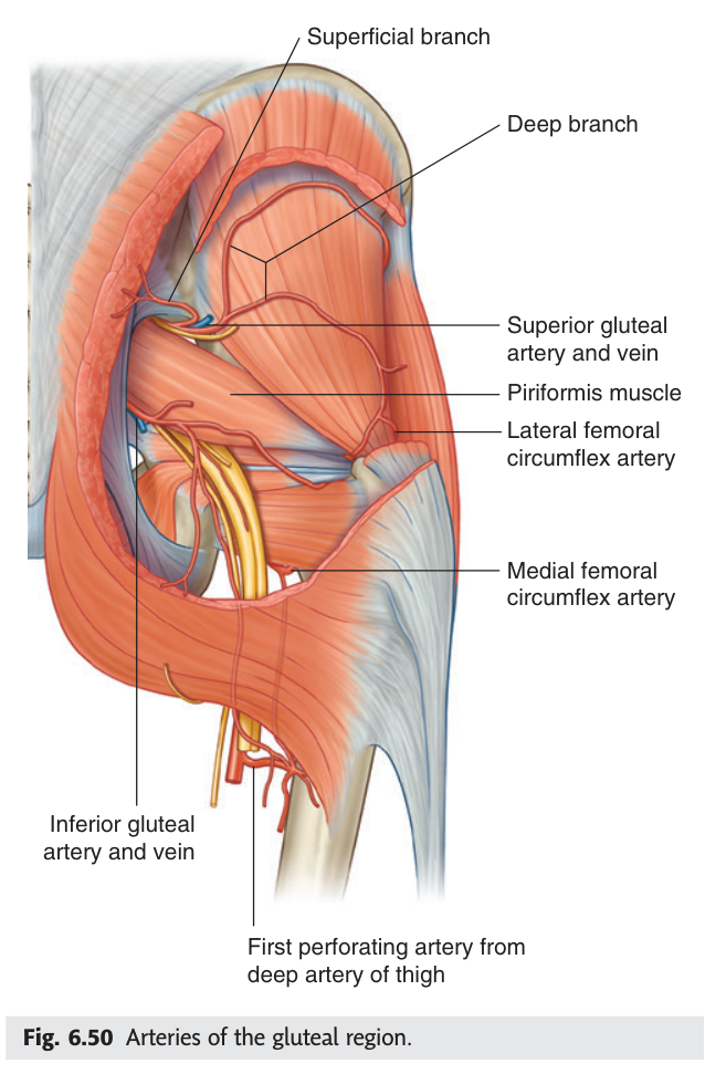 Arteries of the gluteal region