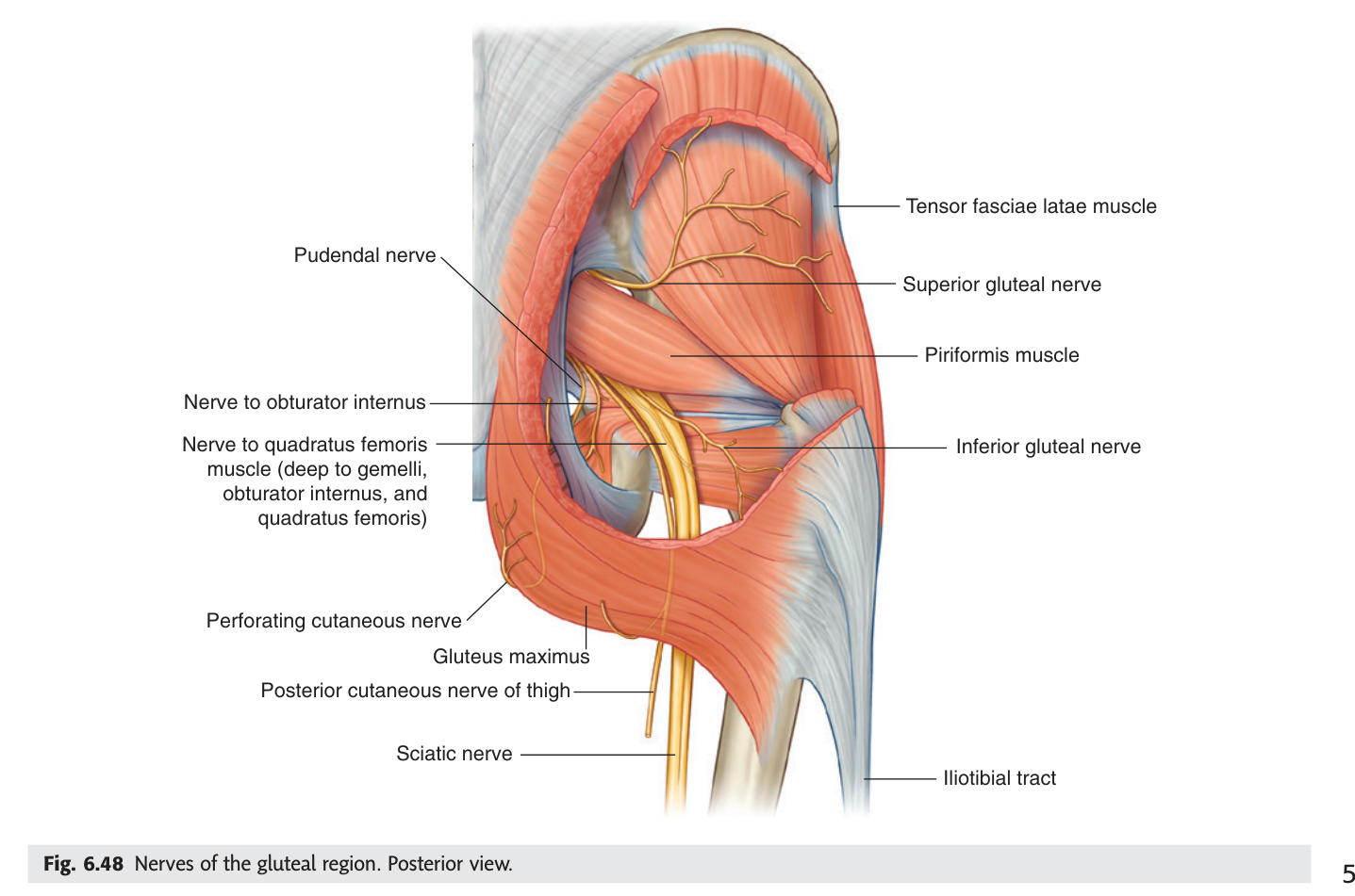 Nerves of the gluteal region