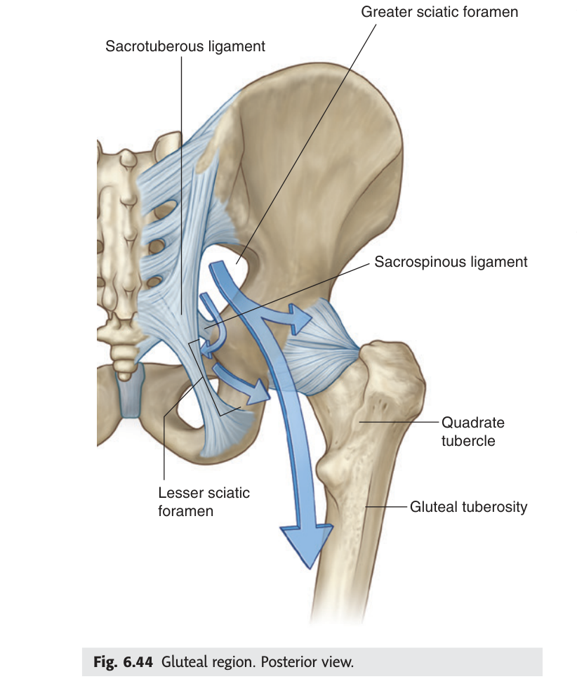 Gluteal region posterior view showing sciatic foramina