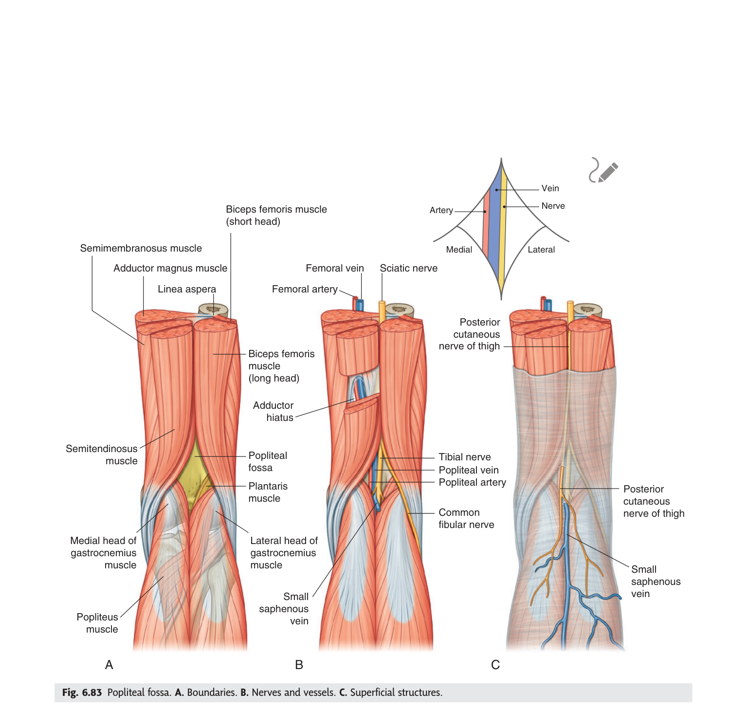 Popliteal fossa boundaries, contents and superficial structures