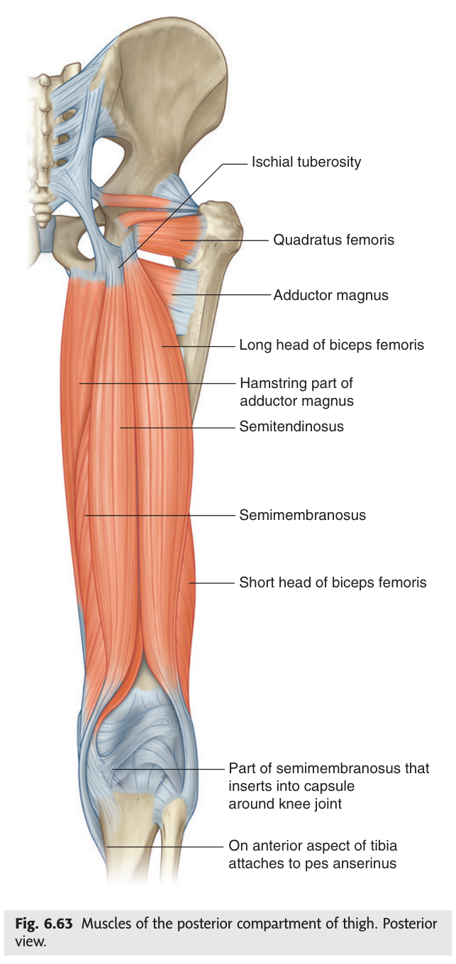 Muscles of the posterior compartment of thigh