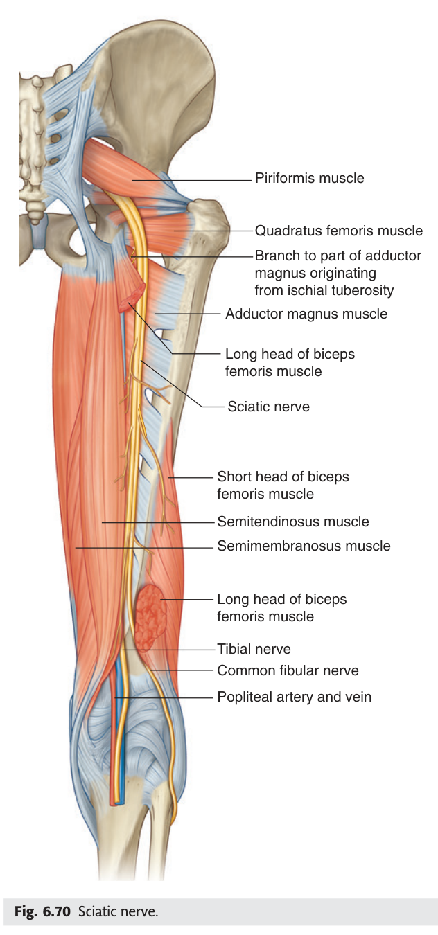 Course of the sciatic nerve
