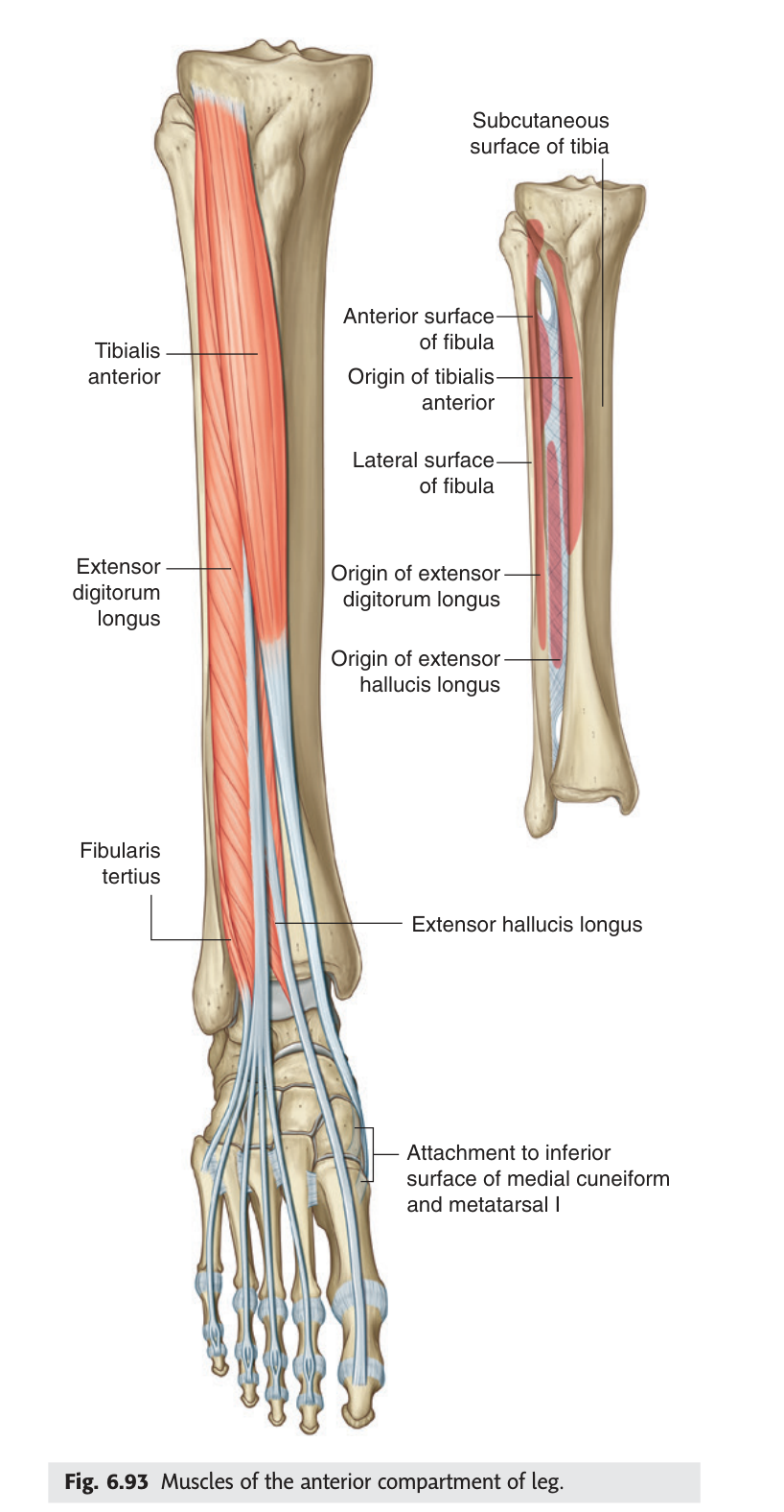 Muscles of the anterior compartment of the leg