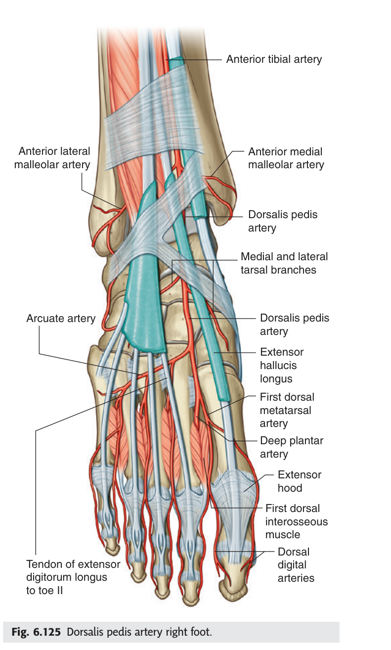 Dorsalis pedis artery of the right foot