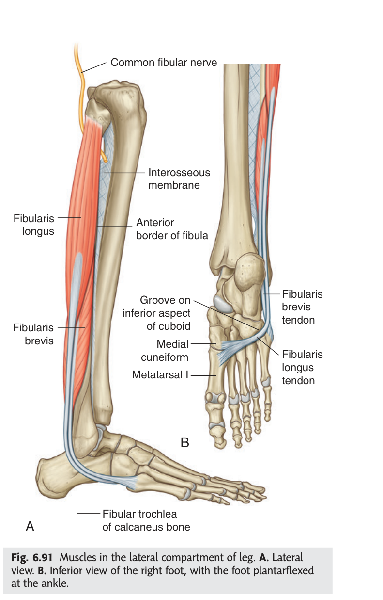 Muscles of the lateral compartment of the leg