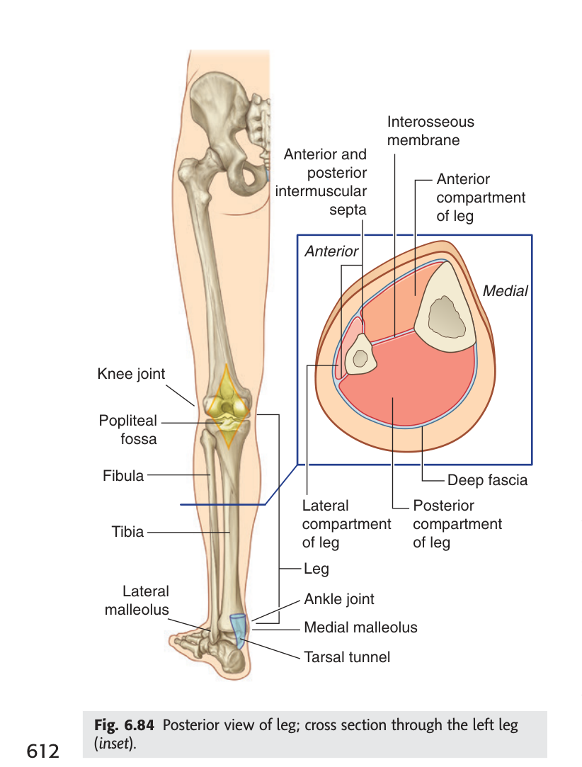 Cross section of the leg showing three compartments