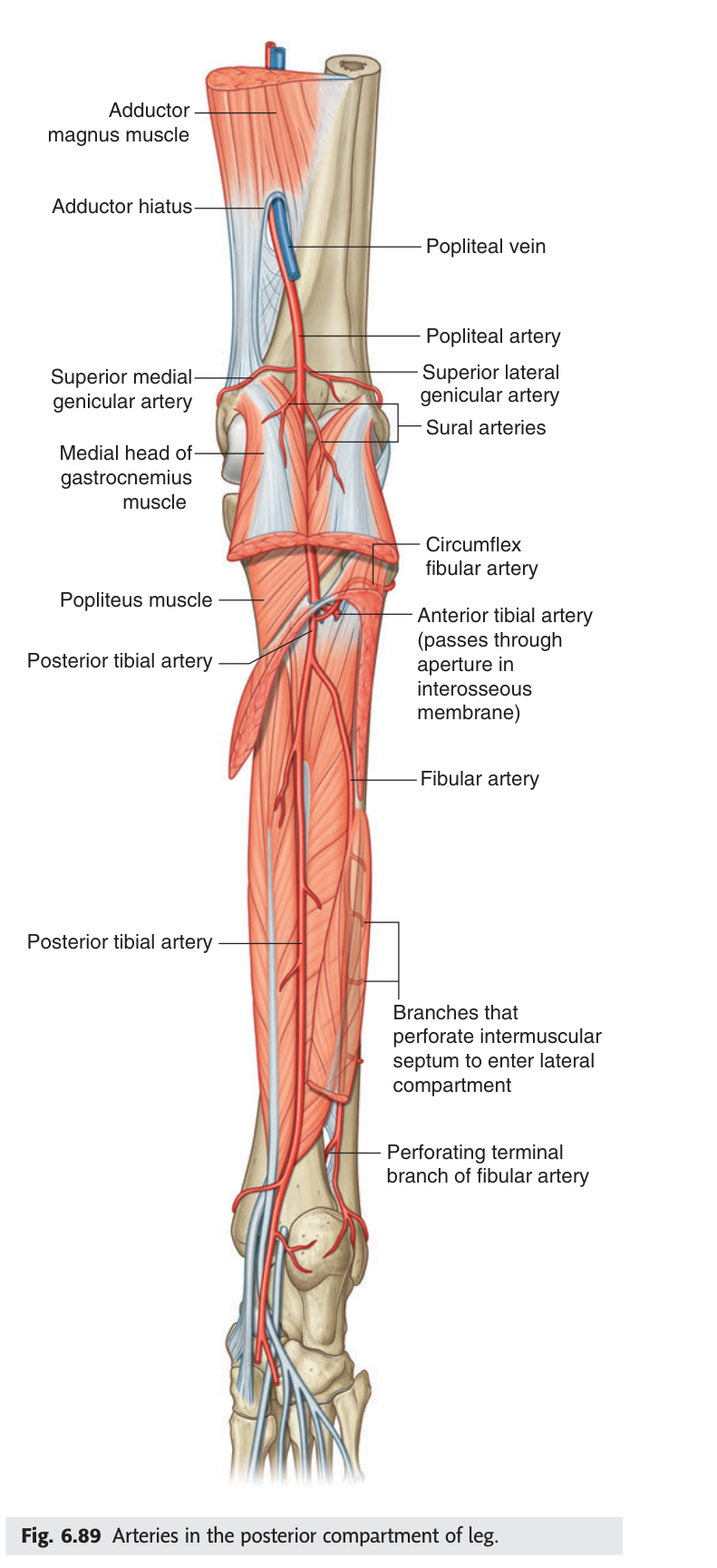 Arteries in the posterior compartment of the leg