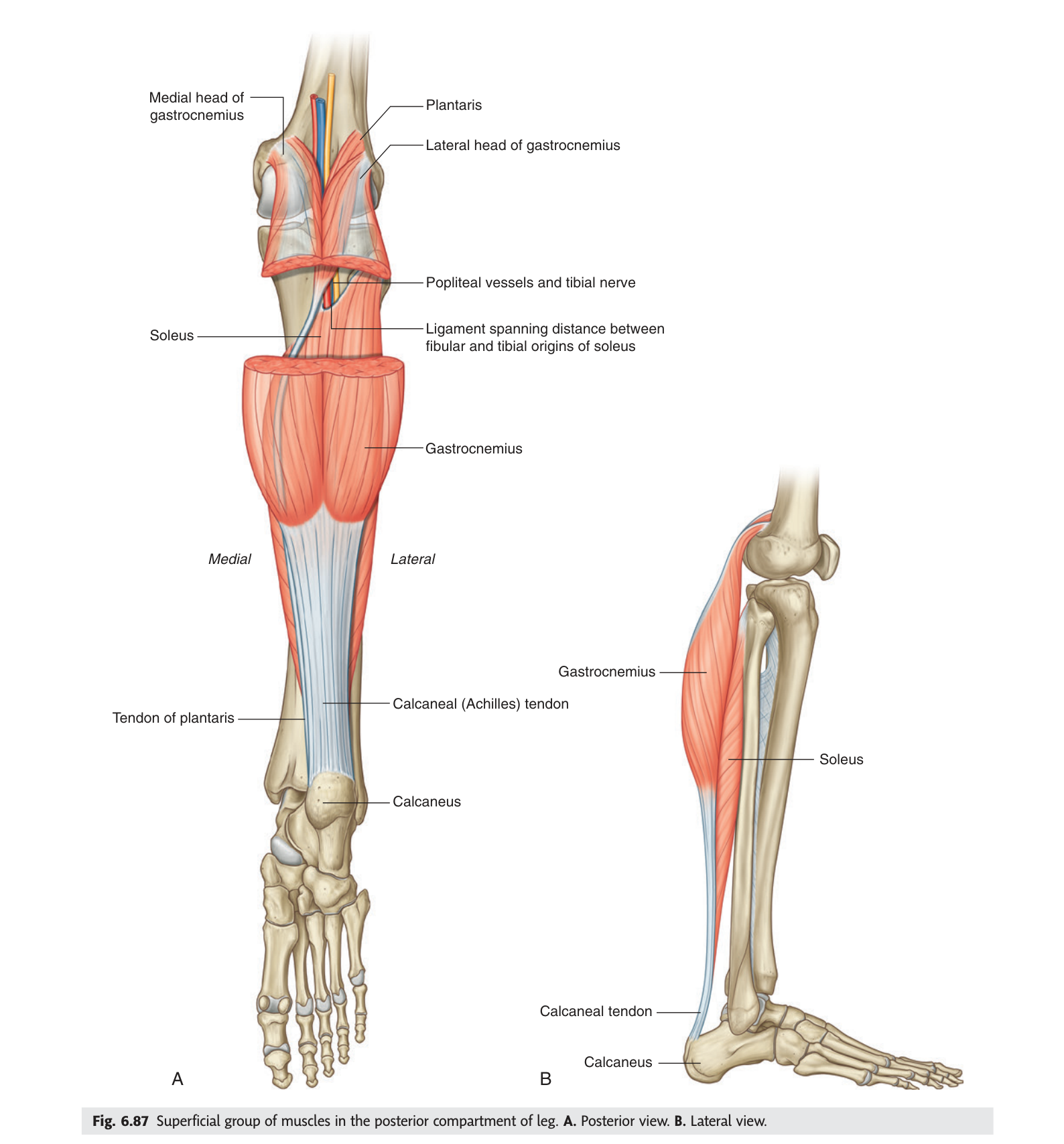 Superficial muscles of the posterior compartment of the leg