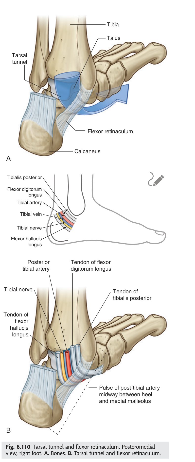 Tarsal tunnel and flexor retinaculum