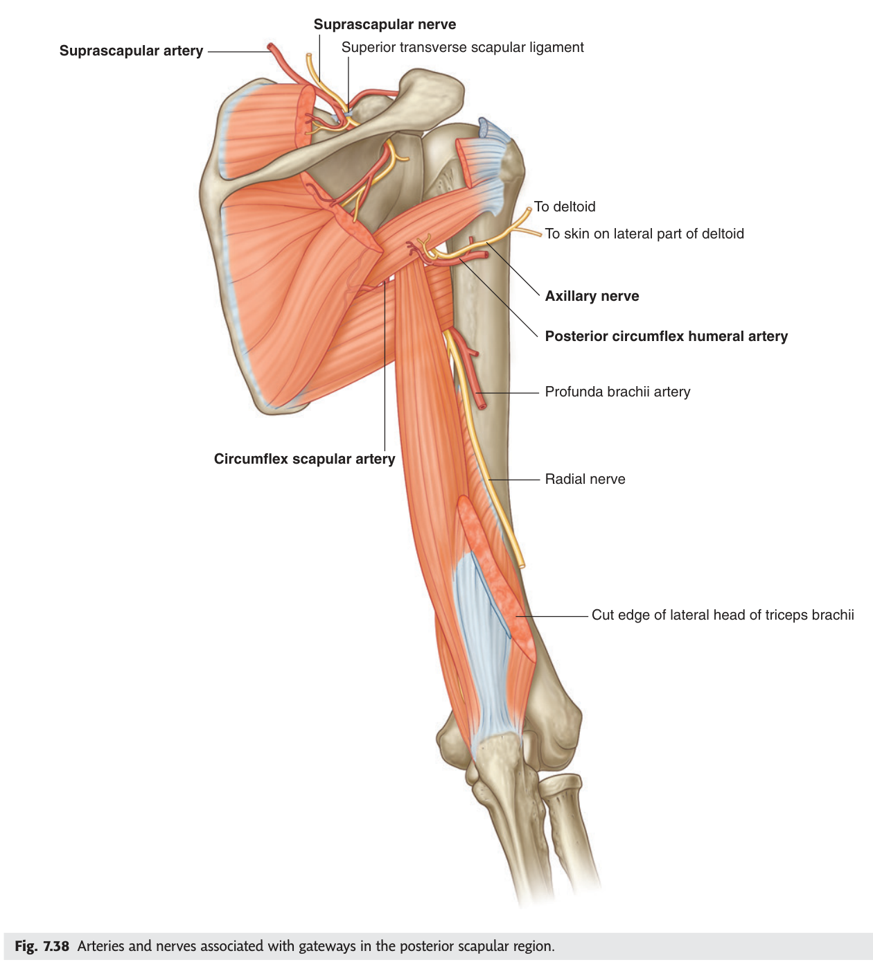 Arteries and nerves passing through the gateways of the posterior scapular region — the axillary nerve and posterior circumflex humeral artery in the quadrangular space, the circumflex scapular artery in the triangular space.