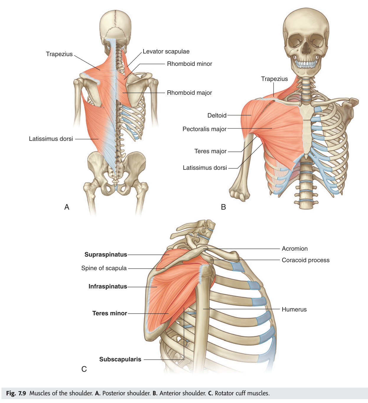 Muscles of the shoulder. A. Posterior. B. Anterior. C. The rotator cuff muscles.