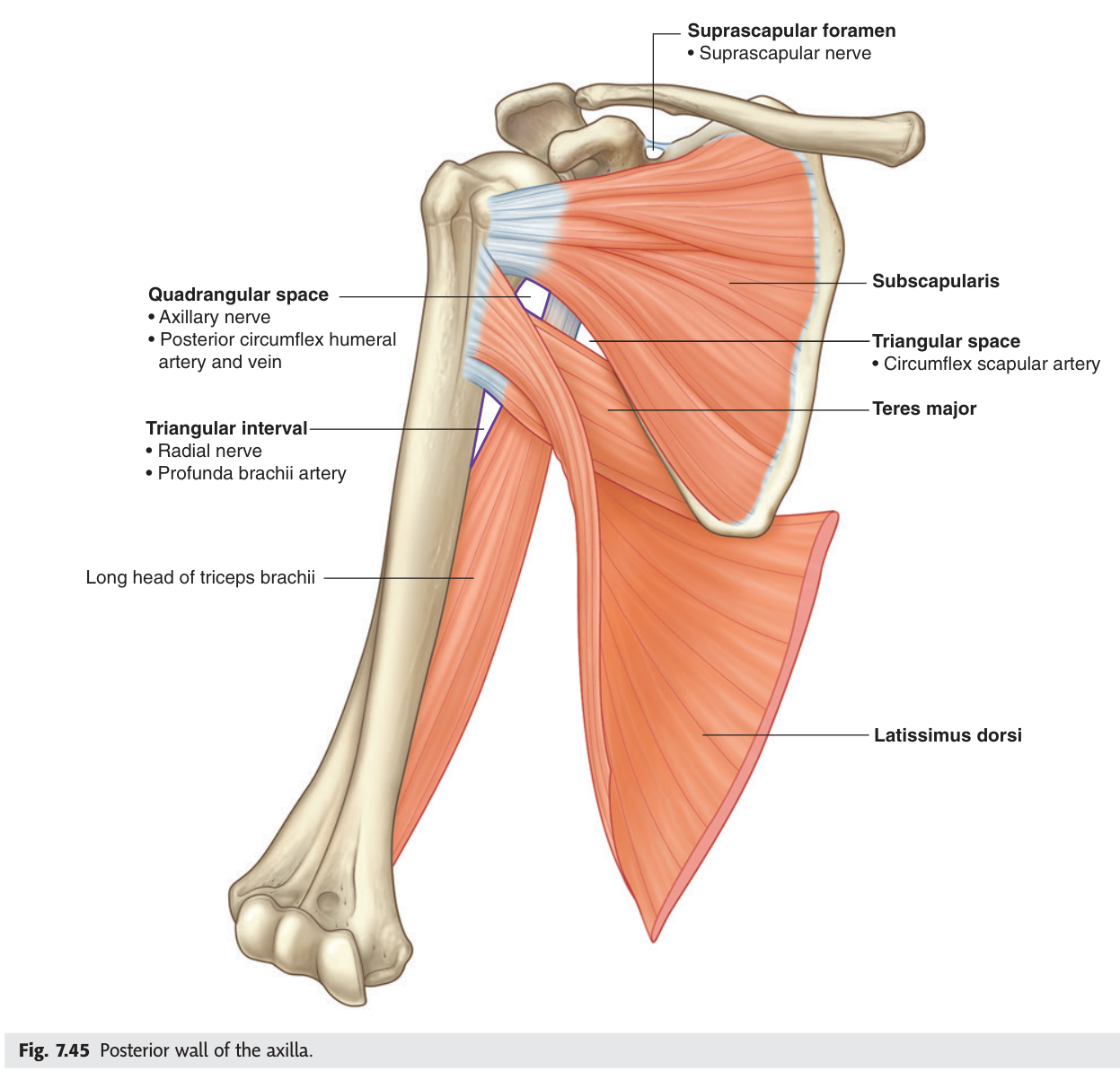 The posterior wall of the axilla — subscapularis, teres major and latissimus dorsi — with both scapular gateways visible.
