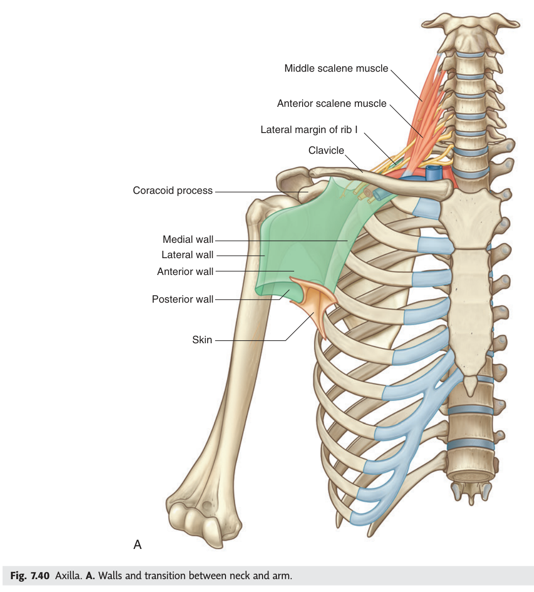 The axilla as a pyramid: the four walls and the transition between neck and arm at the apex.