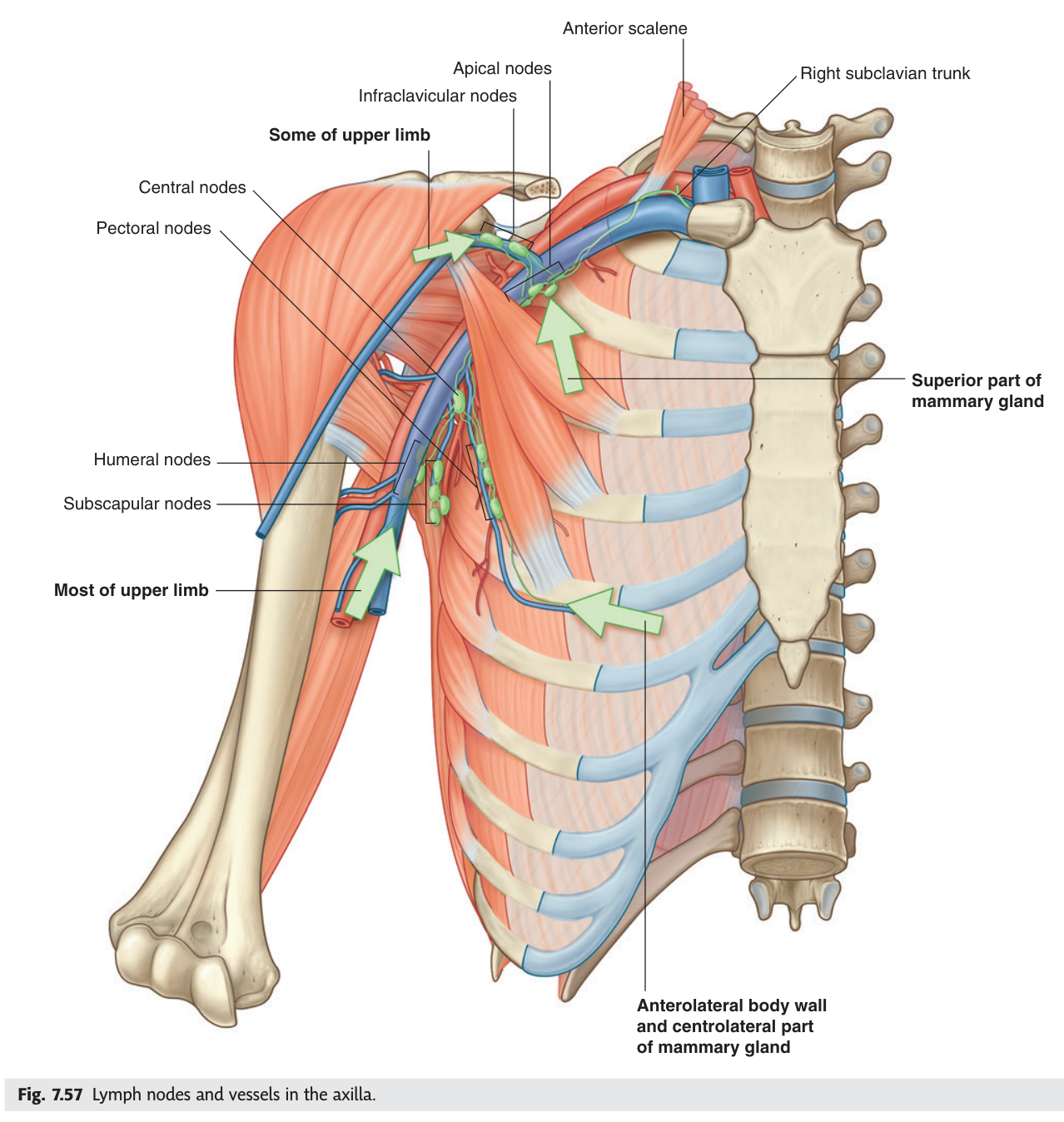 The five groups of axillary lymph nodes and their drainage, including the lymphatic pathway from the breast.