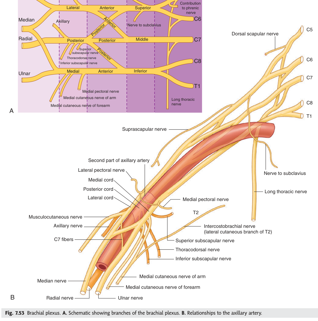 The brachial plexus. A. Schematic of roots, trunks, divisions, cords and branches. B. The cords in their true relationship to the axillary artery.