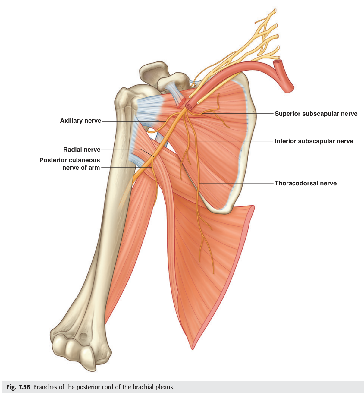Branches of the posterior cord — axillary, radial, thoracodorsal, and the upper and lower subscapular nerves.