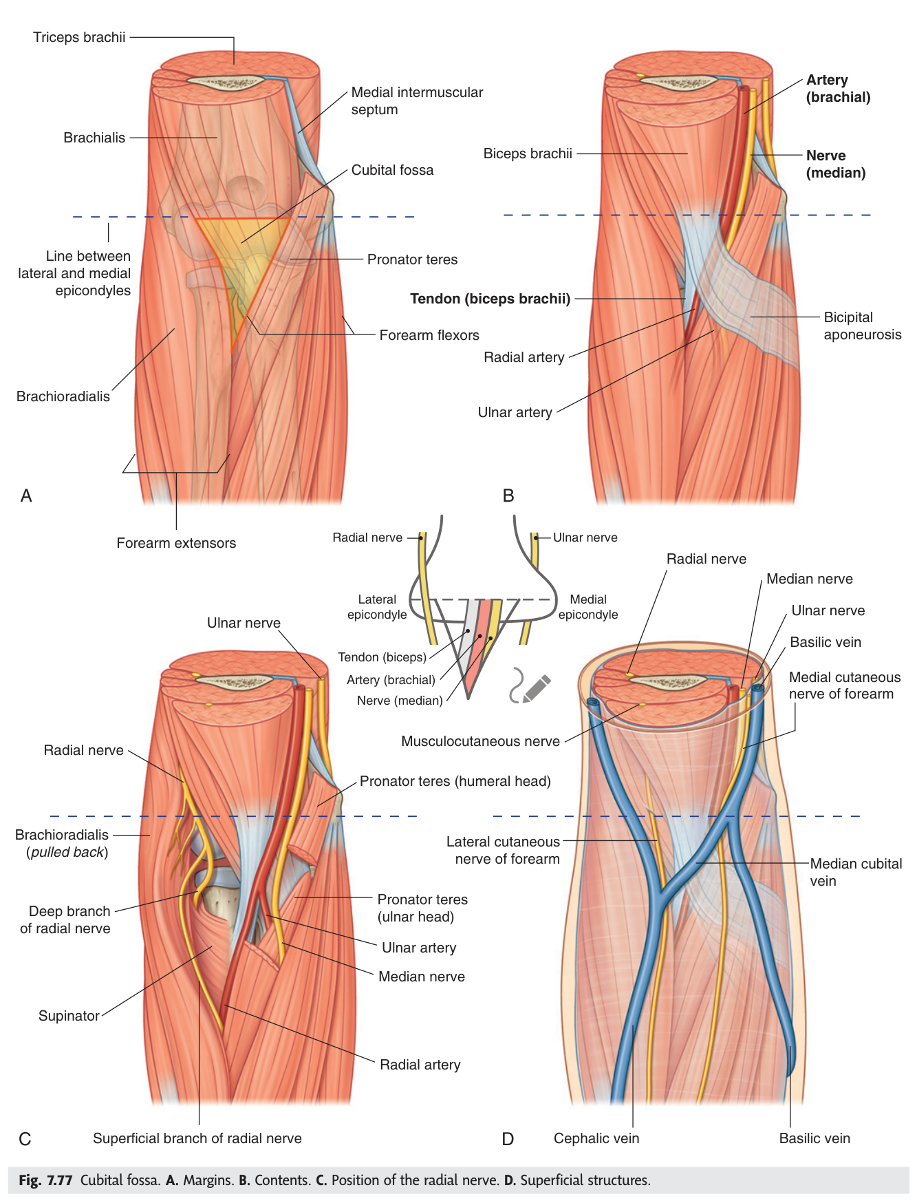 The cubital fossa. A. Margins. B. Contents. C. Position of the radial nerve. D. Superficial structures.
