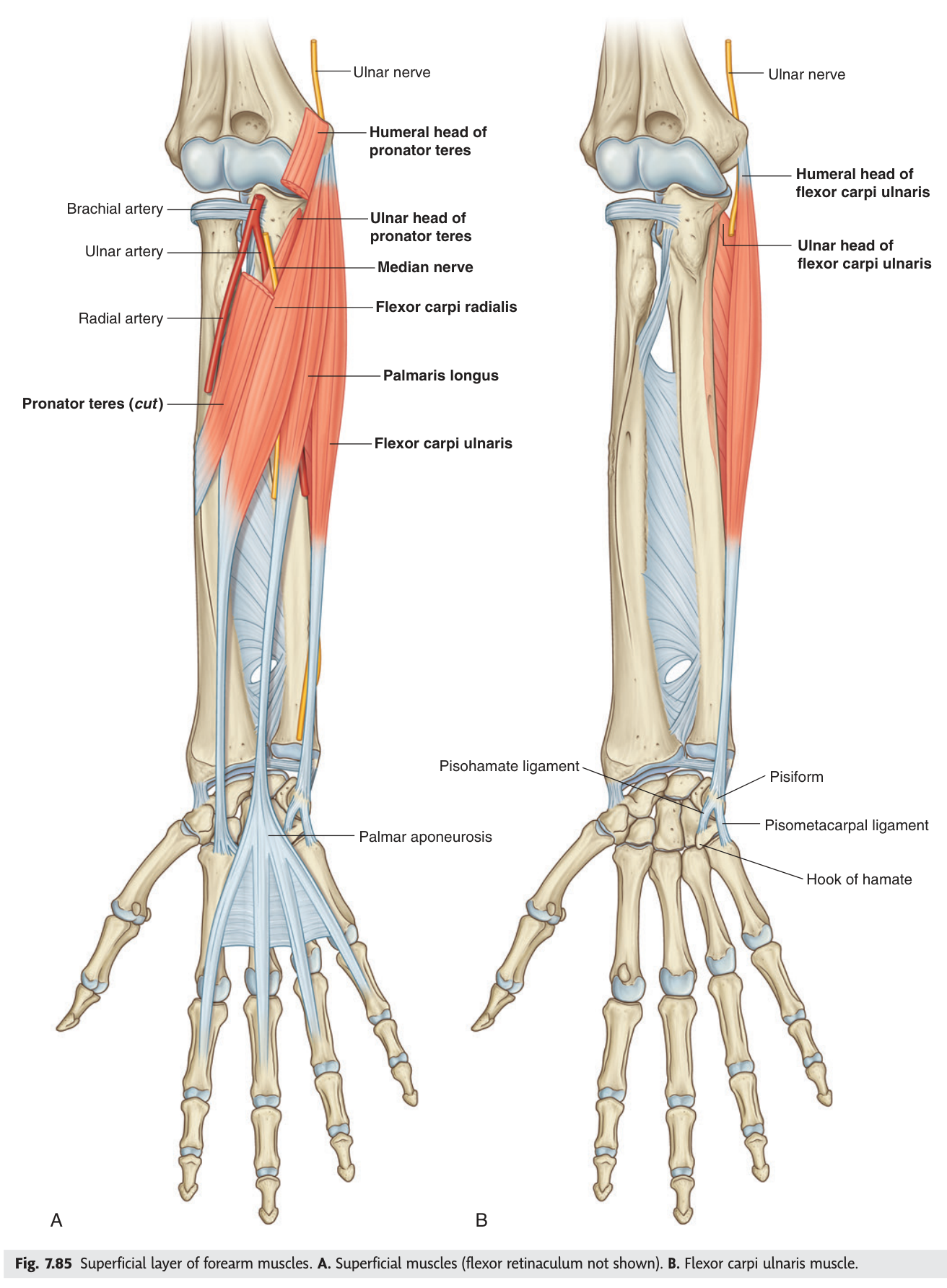 The superficial layer of forearm flexors, with the ulnar and median nerves and the radial and ulnar arteries.