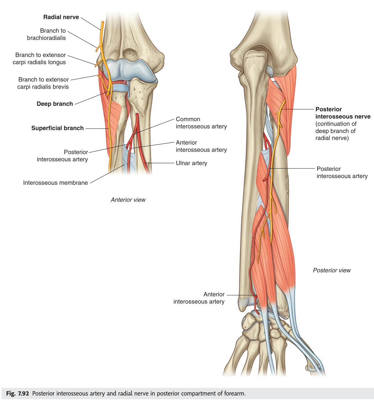 The posterior interosseous nerve and artery in the posterior compartment of the forearm, with the deep branch of the radial nerve piercing supinator.