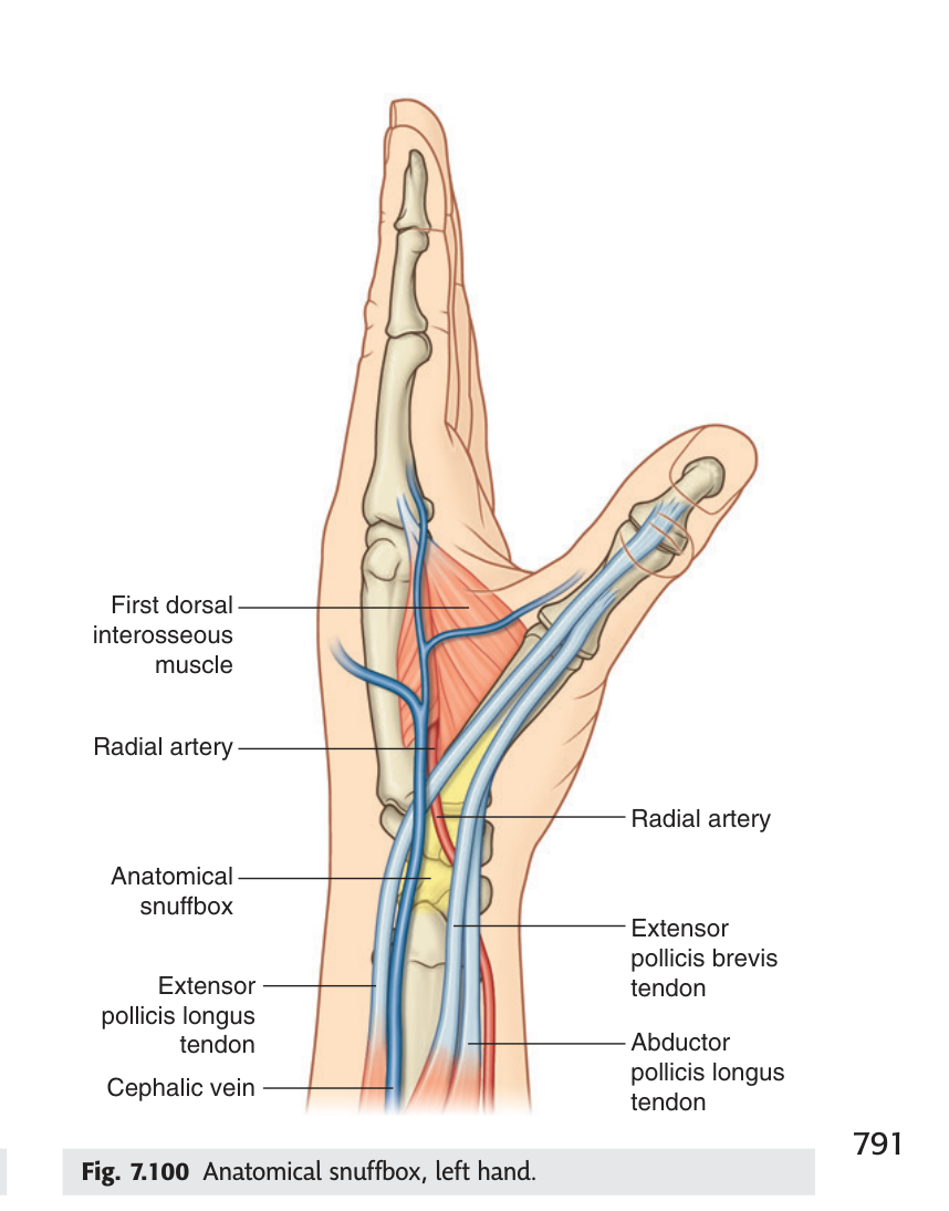 The anatomical snuffbox of the left hand, with the radial artery crossing its floor between the tendons.