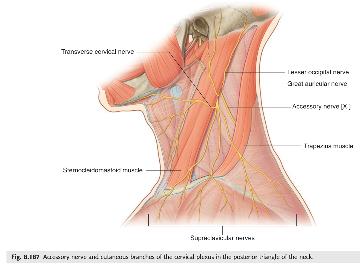 The accessory nerve crossing the posterior triangle, with the four cutaneous branches of the cervical plexus emerging at the nerve point.