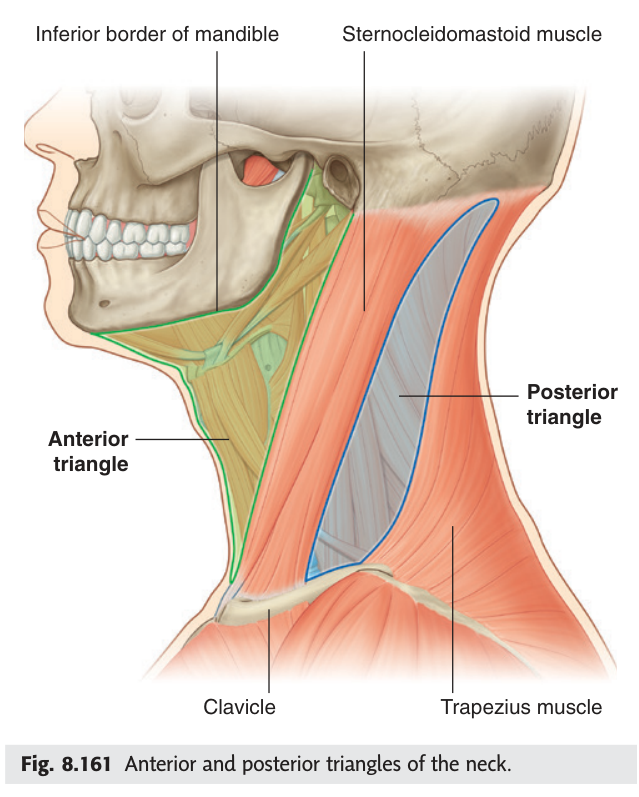 The sternocleidomastoid dividing the neck into anterior and posterior triangles.