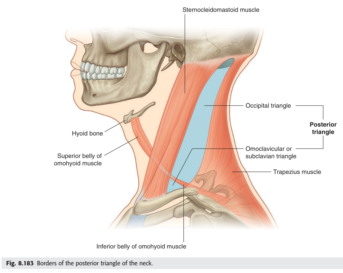 Borders of the posterior triangle, subdivided by the inferior belly of omohyoid into occipital and supraclavicular (omoclavicular) triangles.