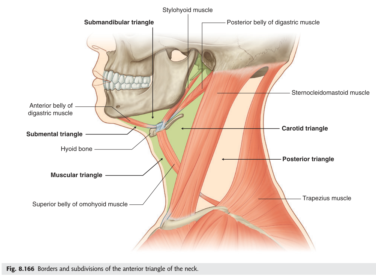 The anterior triangle and its four subdivisions — submandibular, submental, carotid and muscular.
