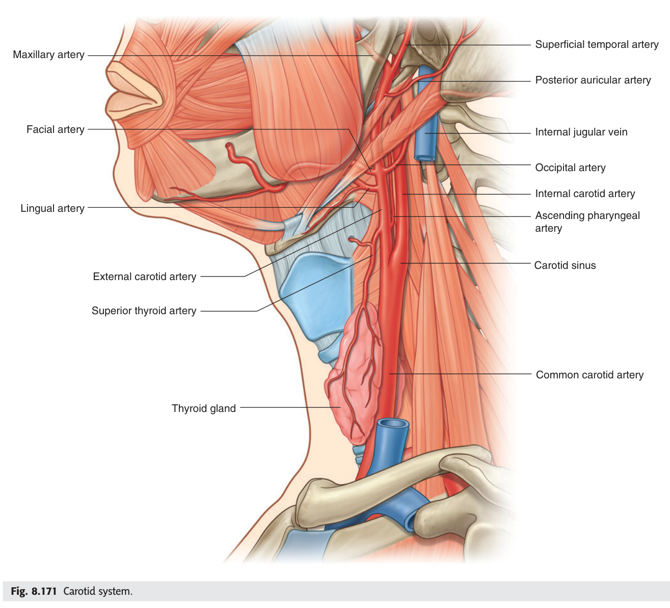 The carotid system: the common carotid dividing at the upper border of the thyroid cartilage into internal and external carotid arteries, with the carotid sinus at the bifurcation.