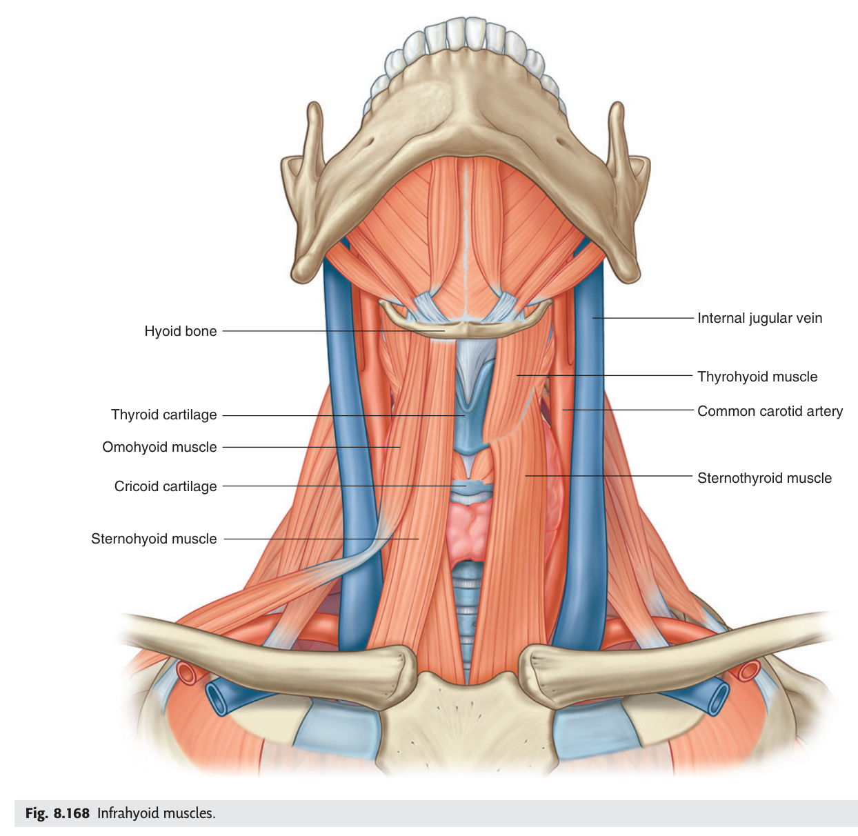 The infrahyoid (strap) muscles — sternohyoid, sternothyroid, thyrohyoid and omohyoid — in relation to the thyroid gland and larynx.