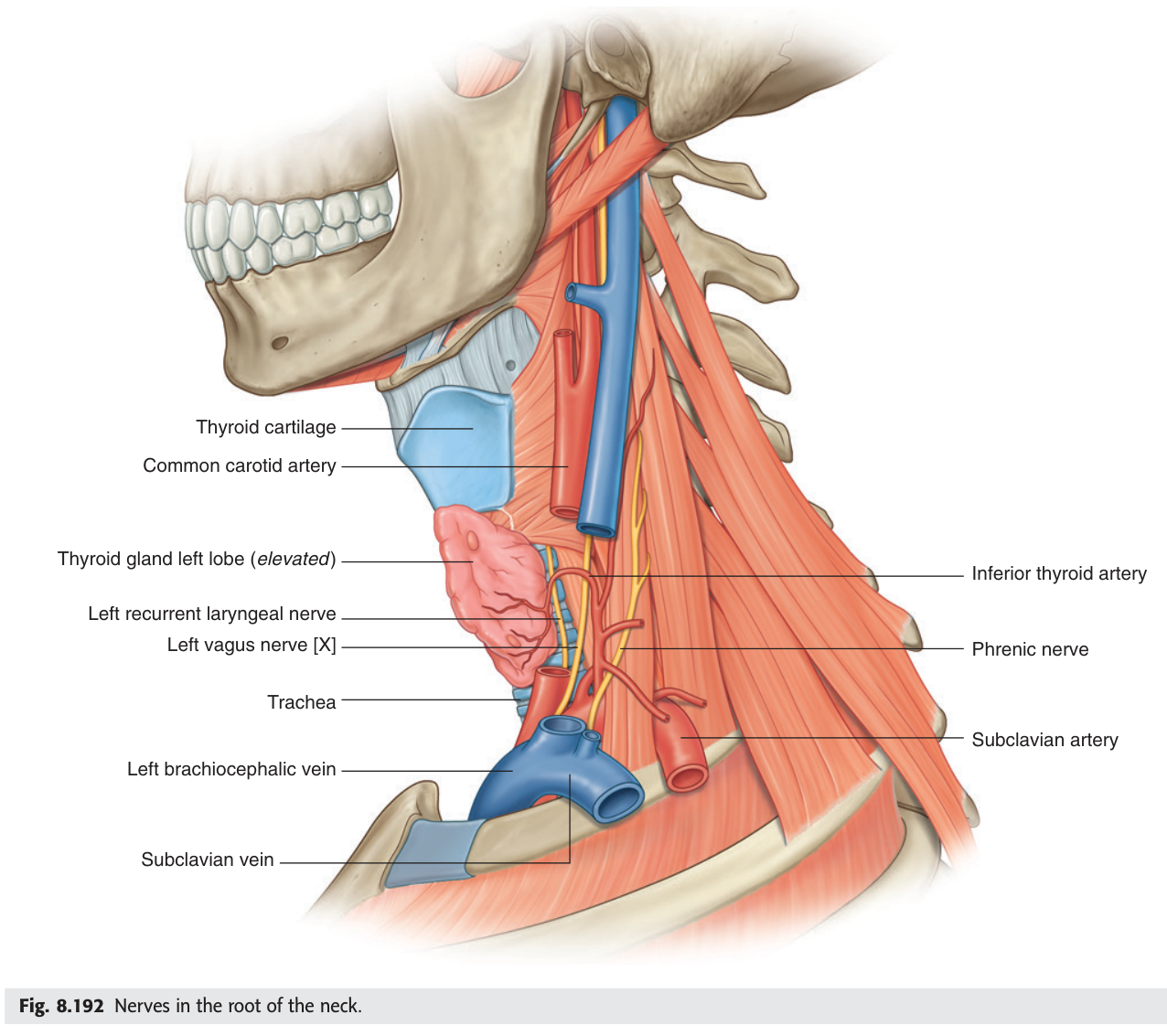 Nerves in the root of the neck โ the vagus, phrenic and recurrent laryngeal nerves and their relations to the great vessels.