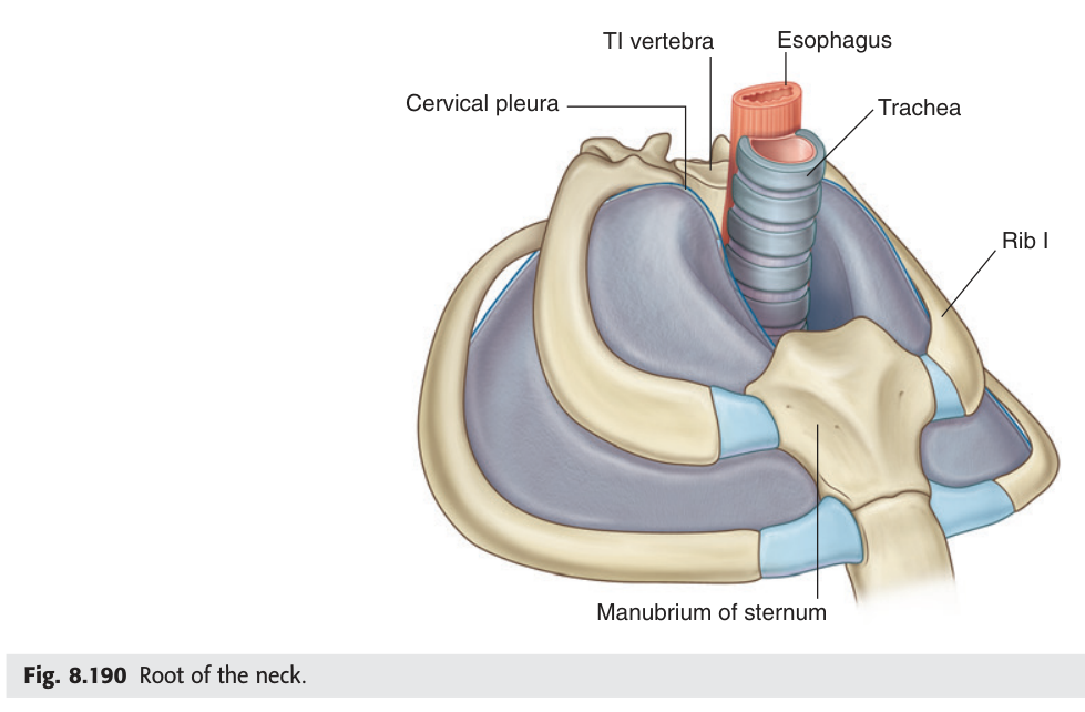 The root of the neck: the thoracic inlet with the cervical pleura and lung apex rising above the first rib.