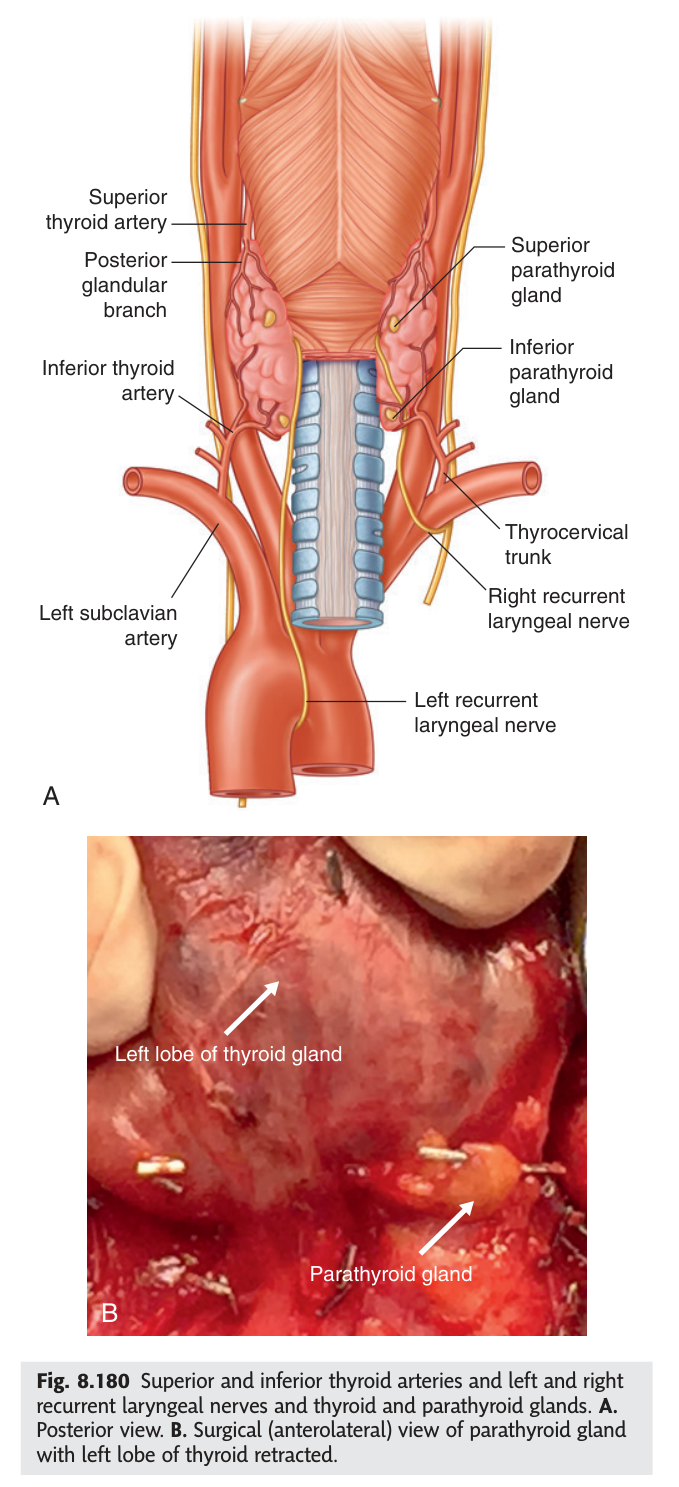 The superior and inferior thyroid arteries with the recurrent laryngeal nerves and the parathyroid glands, posterior view.