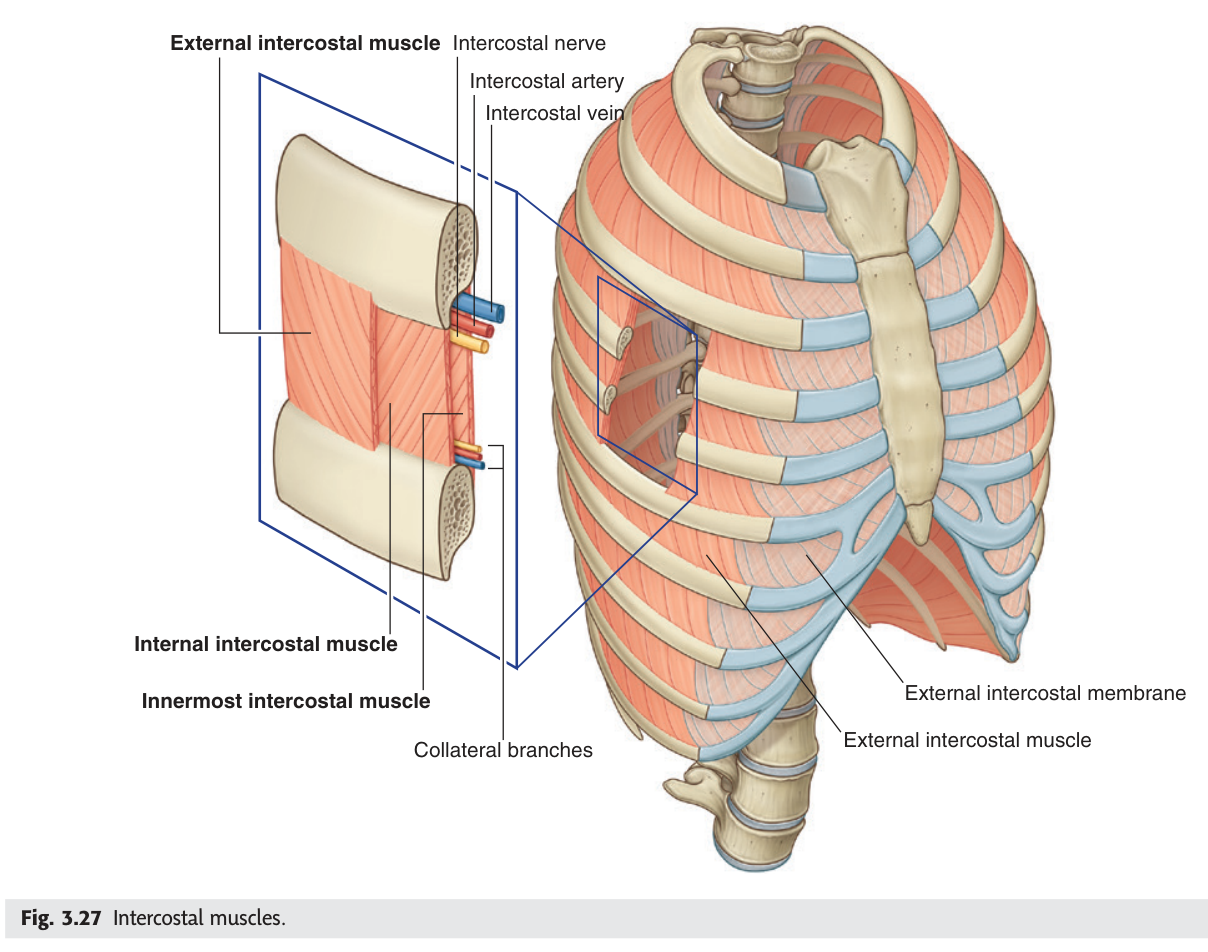 The three muscle layers of the intercostal space and how each becomes membranous at one end.