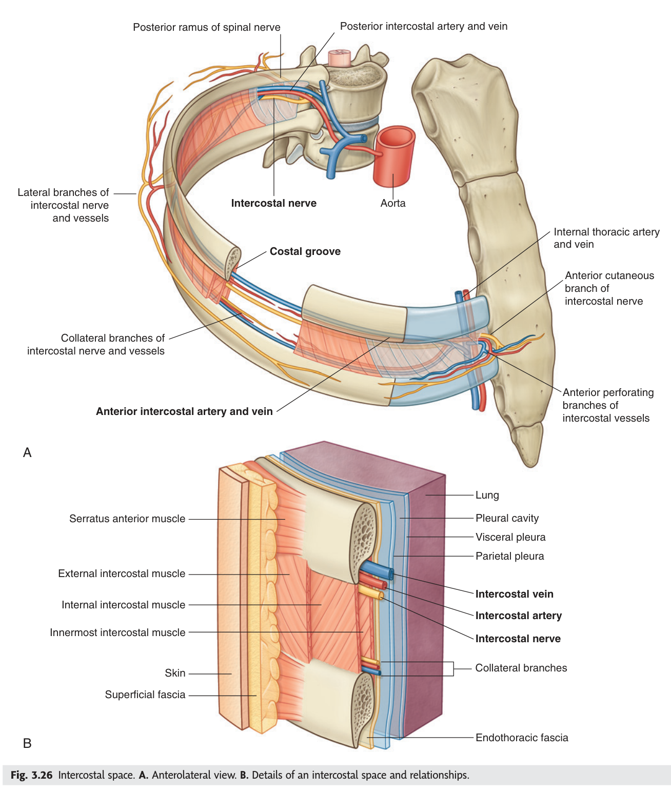 A. The intercostal space from the front and side. B. The neurovascular bundle in the costal groove, between the internal and innermost intercostal muscles.