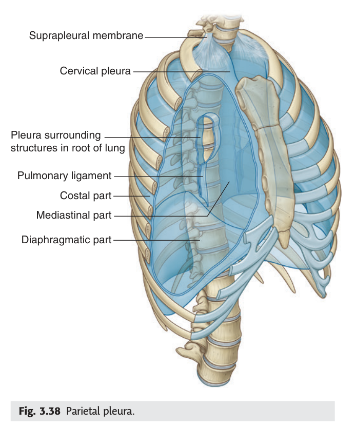 The four named parts of the parietal pleura, with the pulmonary ligament below the lung root.
