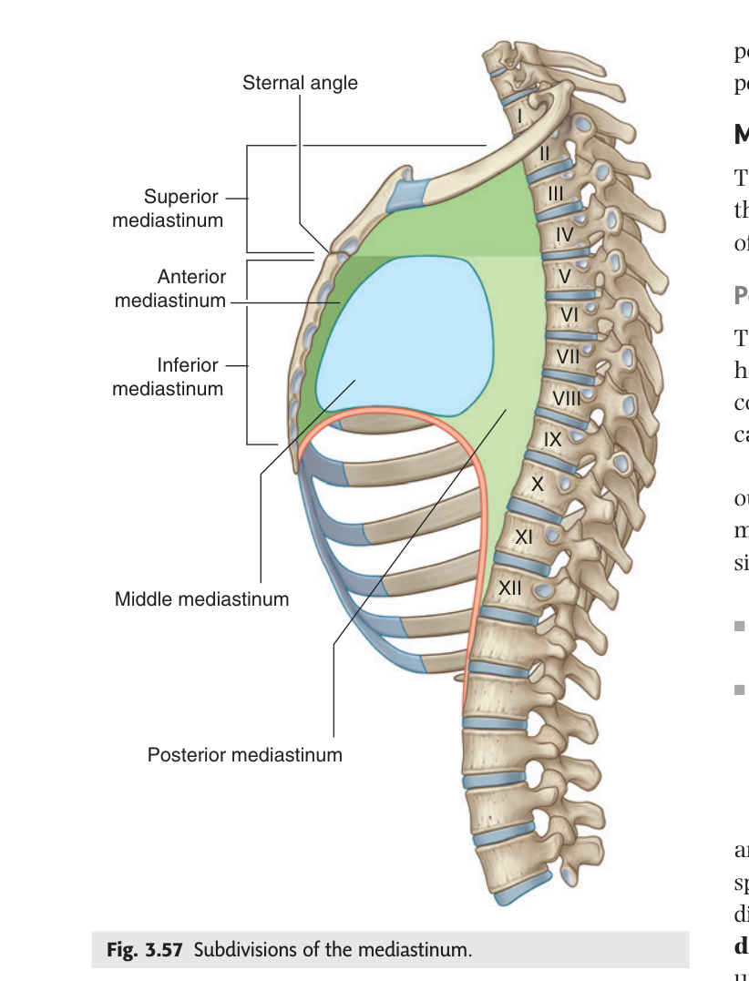 Subdivisions of the mediastinum: superior above the sternal angle plane, and anterior, middle and posterior below it.