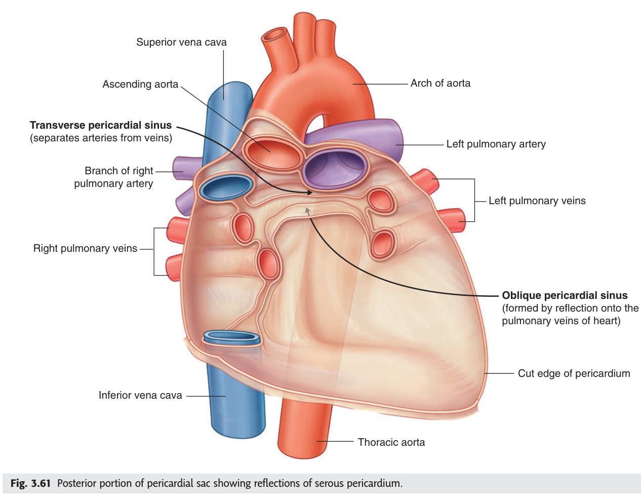 The posterior wall of the pericardial sac with the heart removed, showing the transverse and oblique sinuses between the reflections of serous pericardium.